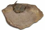 Enrolled Zlichovaspis Trilobite - Lghaft, Morocco #354427-2
